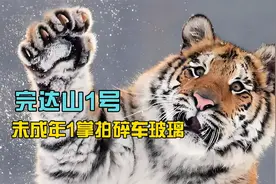 老虎掌力太恐怖！完达山1号未成年1掌拍碎车玻璃。视频封面