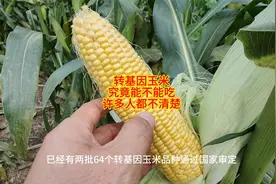 转基因玉米，究竟能不能吃，许多人都不清楚视频封面