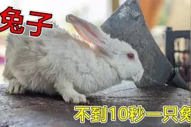 在印度街头小摊上，看到屠夫在宰杀一只兔子，不到30秒剥皮完成！视频封面