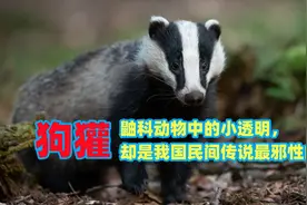 我国民间传说最邪性的动物之一，狗獾，也是全球分布最广的鼬科
