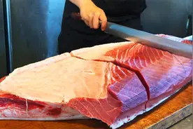 蓝鳍金枪鱼宰杀，切生鱼片体验，一斤2000块价格真不便宜视频封面