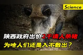 陕西野猪泛滥成灾，政府悬赏2000块都没有人杀，这是为啥？