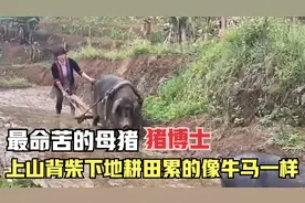 全网最命苦的母猪，能上山背柴，下地耕田，每天累的像牛马一样！