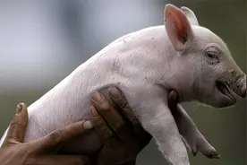 为啥要剪猪尾巴，猪尾不好吃吗？视频封面