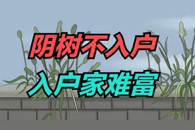 “阴树不入户，入户家难富”，哪些是阴树？你家有没有？