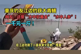 重庆钓友江边钓获大青鳝，网友：“水中软黄金”，最少一千元一斤
