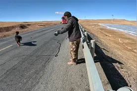 无人区一只流浪藏獒跟大叔跑了几十公里，为了护主与狼搏斗视频封面