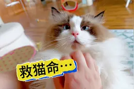 布偶猫和缅因猫同为大型猫，怎么牙齿差距那么大？