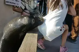 海豹咬住女孩拖进海里，幸亏大人跟着跳下，事发太过突然了