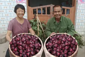 洛神花号称补血果，村里的老人喜欢用它来泡酒泡茶，你见过吗？
