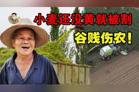 小麦收割当青储，一亩涨到2100元农民排队卖！是利民还“害民”？视频封面