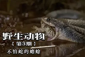 几乎没有天敌的蟾蜍！蛇只敢浅尝不敢下肚，这就是入侵物种的优势视频封面