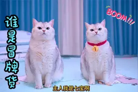 家里出现两只一样的小猫咪，主人赶走的那只到底是真是假？视频封面