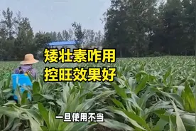 矮壮素怎样使用，控旺效果好
