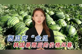 韩国瓜农说西瓜白种了！西瓜变“金瓜”：韩国暴雨后的价格风暴！视频封面