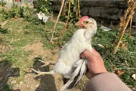 这就是鸡和鸡之间的差别，有点离谱