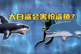 【流言终结者】大白鲨竟然会害怕海豚？