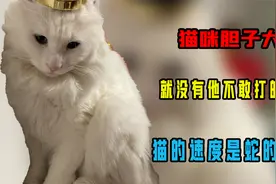 知道猫咪胆子大，没想到有这么大啊，猫的速度是蛇的七倍视频封面