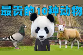 全世界最贵的10种动物排行榜，第一名动物可以在鹤岗买3000套房子视频封面