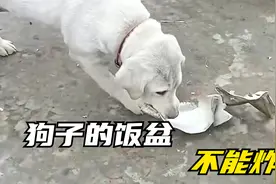 为什么狗子的饭盆不能炸？它对于狗子来说真的很重要视频封面