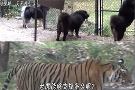 国外古人治疗蛀牙的奇葩操作视频封面