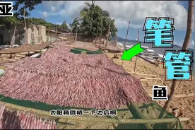 东南亚深夜捕捞鱿鱼，用灯光吸引笔管鱼鱿鱼群，一晚捕捞十几万只