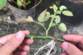 用大蒜当生根液，水培扦插月季枝条，生根快成活率高视频封面