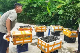 15元一斤的田螺，广东肇庆小伙一次带走500斤，这就是实力的表现视频封面