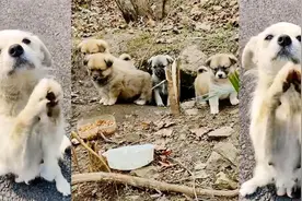 为了养活自己的7个孩子，流浪狗站在路上作揖，向游客乞要食物