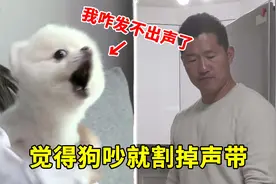 女主人切掉狗子声带，只为了家里能安静一些，还斥责训犬师虐狗视频封面