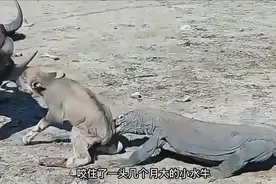 科莫多巨蜥“活吃”小水牛，牛妈妈却无动于衷，急死人了