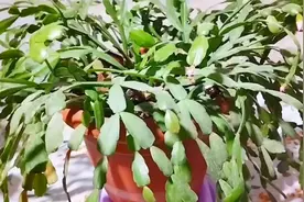 蟹爪兰最喜欢喝“1种水”，10天浇一次，不黄叶不烂根，花苞更多视频封面
