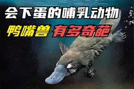 会下蛋的哺乳动物，鸭嘴兽到底有多神奇？