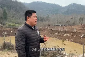 散养的黑猪称毛重20元一斤还供不应求，这肉质就是最好的见证