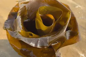 海边大风过后，小斗又损失几千块，意外收获一条两米多长的海带