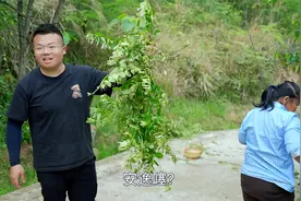 山上的野生金银花太泛滥，桃子带着家人疯狂采摘，晒干做茶挺不错视频封面