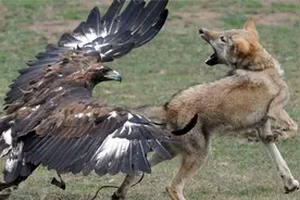 一只狼被两只鹰袭击，究竟谁能更胜一筹，镜头记录全过程！视频封面