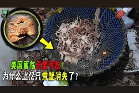 美国面临无蟹可吃！每年雪蟹消失按亿计算！罪魁祸首是核污水吗？
