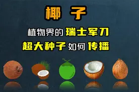 椰子：植物界的瑞士军刀，超大种子如何传播？