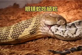 眼镜蛇吃蟒蛇视频封面