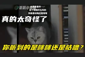 猫咪的主人喊的到底是咪咪还是咕噜？