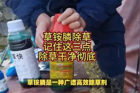 草铵膦除草，记住这三点，除草干净又彻底视频封面