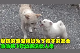 受伤的流浪母狗，将3只幼崽送给人类，却在几天后偷偷带走一只！视频封面
