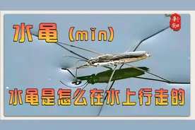 水黾为什么可以站在水面上，并且还可以随意移动？视频封面