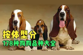 178种狗狗品种大全，按体型是这样分！