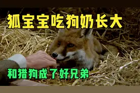 刚出生的狐狸宝宝吃狗奶长大，和猎狗成了兄弟视频封面