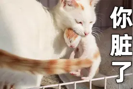 只因小奶猫被人类摸过，竟被猫妈妈无情抛弃？视频封面