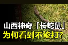 山西神奇“长蛇鼠”，外形像老鼠能排一字长蛇阵，看到后千万别打视频封面