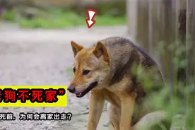 俗话说“老狗不死家”，土狗临死前为何要离开家？它在害怕什么？