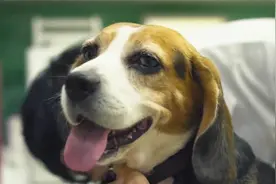 一口气看完台湾最新冷门佳作《修行》完整版视频封面